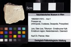 Foto (Objket + Etiketten) von Cracensigillatus acutirostris (Moericke, 1889) 